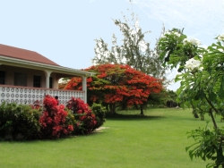 A beautiful shaded area under the Flamboyant tree