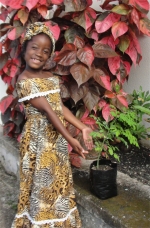 Moringa growing at The WISH Centre